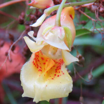 Impatiens omeiana