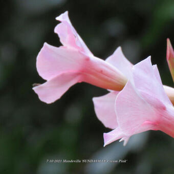 Mandevilla 'SUNDAVILLE Cream Pink'