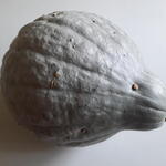 Cucurbita maxima 'Blue Hubbard' - 