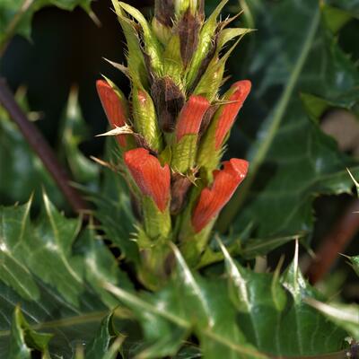 Acanthus sennii - 