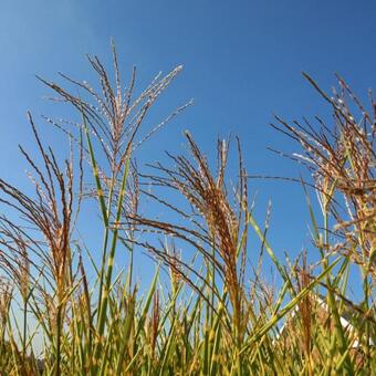 Miscanthus sinensis 'Zebrinus'