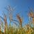 Miscanthus sinensis 'Zebrinus'