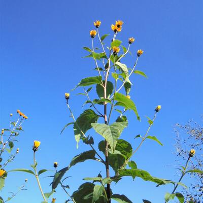 Helianthus tuberosus - Topinambour - Helianthus tuberosus