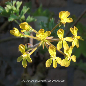 Pelargonium gibbosum