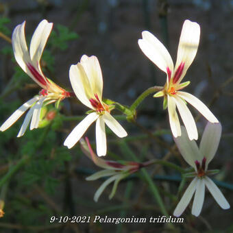 Pelargonium trifidum