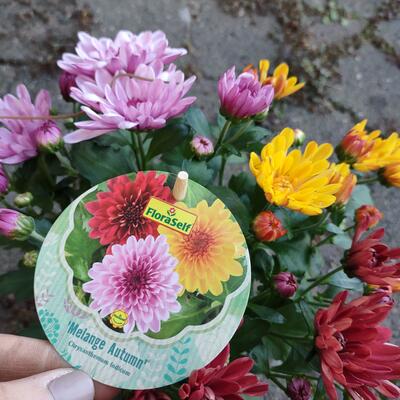 Chrysanthemum indicum - 