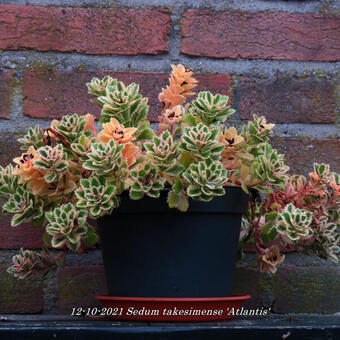 Sedum takesimense 'Atlantis'