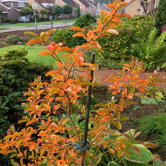 Lagerstroemia