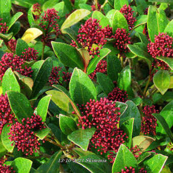 Skimmia