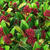 Skimmia