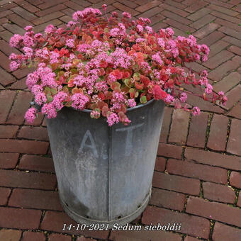 Sedum sieboldii