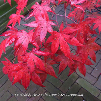 Acer palmatum 'Atropurpureum' - Acer palmatum 'Atropurpureum'