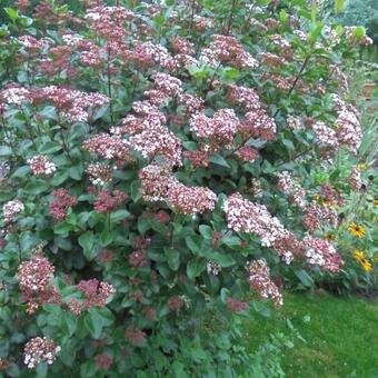 Viburnum tinus 'Lisa Rose'