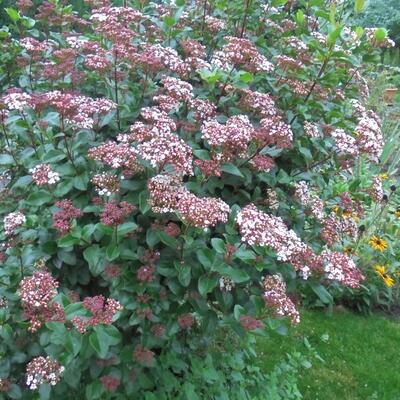 Viburnum tinus 'Lisa Rose' - Viburnum tinus 'Lisa Rose'