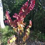 Cercis canadensis 'Eternal Flame' - 