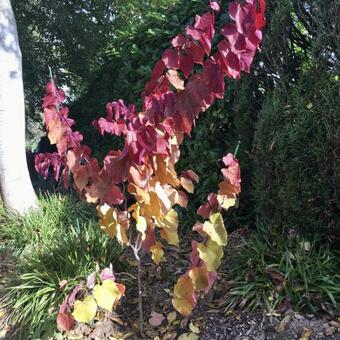 Cercis canadensis 'Eternal Flame'