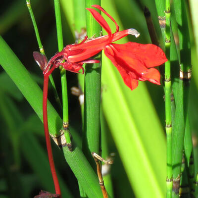 Lobelia cardinalis - Kardinalslobelie - Lobelia cardinalis