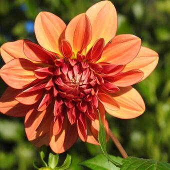 Dahlia 'Crazy Legs'