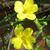 Jasminum nudiflorum