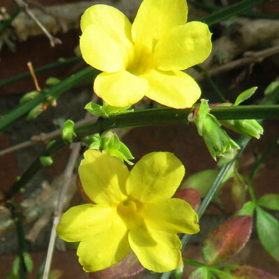 Jasmin d'hiver - Jasminum nudiflorum