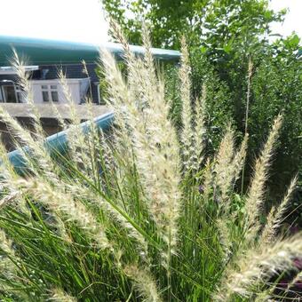 Pennisetum orientale 'Fairy Tails'