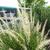 Pennisetum orientale 'Fairy Tails'