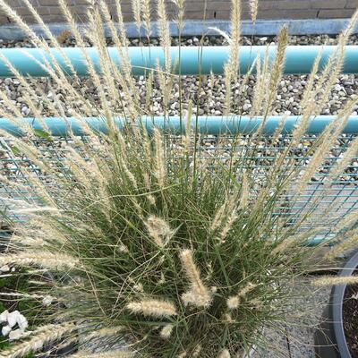 Pennisetum orientale 'Fairy Tails'