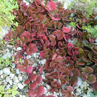 Sedum makinoi