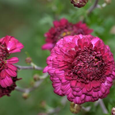 Chrysanthemum indicum 'Feuerzauber'