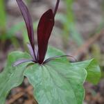 Podophyllum aurantiocaule subsp. aurantiocaule - 