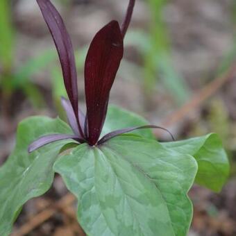 Podophyllum aurantiocaule subsp. aurantiocaule