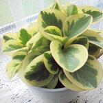 Peperomia obtusifolia 'Variegata' - 