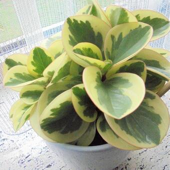 Peperomia obtusifolia 'Variegata'