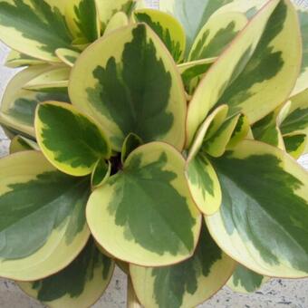 Peperomia obtusifolia 'Variegata'