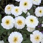 Tanacetum parthenium 'Sissinghurst White' - 