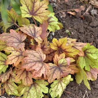 X Heucherella FUN AND GAMES 'Eye Spy'