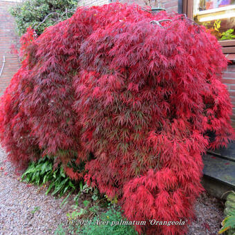 Acer palmatum 'Orangeola'