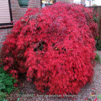 Acer palmatum 'Orangeola'