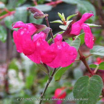 Salvia x jamensis 'Maraschino'