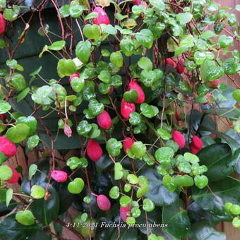 Fuchsia procumbens