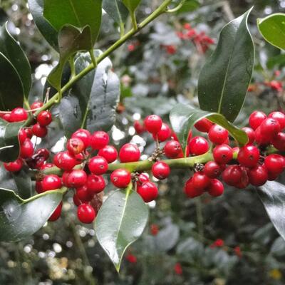 Ilex aquifolium - Houx - Ilex aquifolium