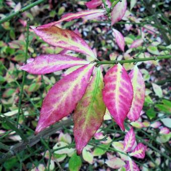 Euonymus alatus