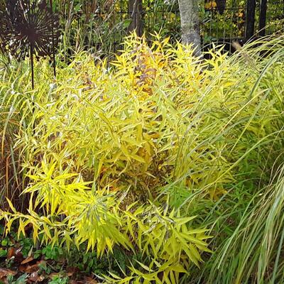 Amsonia tabernaemontana - Gewöhnliche Texas-Amsonie - Amsonia tabernaemontana