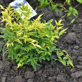 Nandina domestica 'Magical Lemon and Lime'