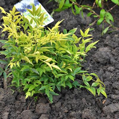 Nandina domestica 'Magical Lemon and Lime'