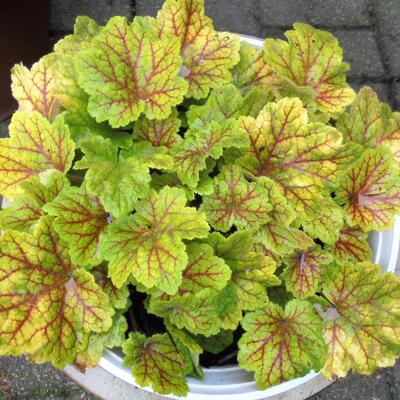 Heuchera 'Electra' - Heuchera 'Electra'