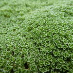 Arenaria tetraquetra - 