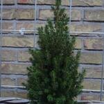 Picea glauca 'Perfecta' - 