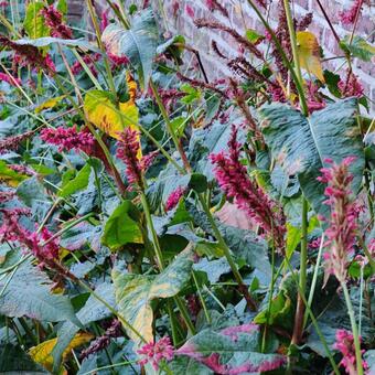 Persicaria amplexicaulis 'Fat Domino'