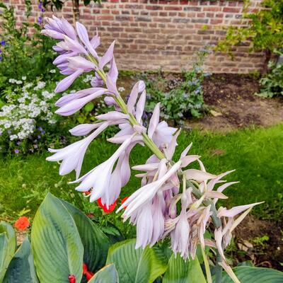 Hosta plantaginea - 